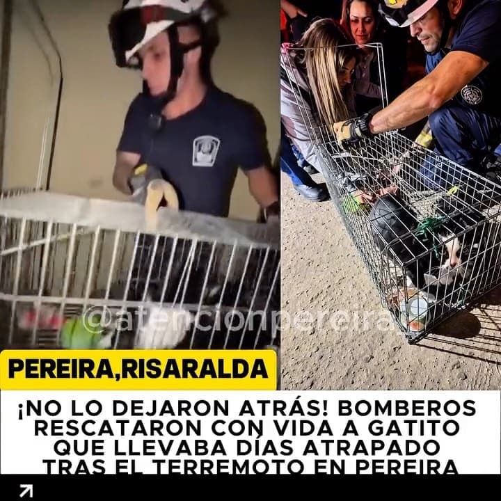PEREIRA 🐈❤️🚒 ¡NO LO DEJARON ATRÁS! BOMBEROS RESCATARON CON VIDA A GATITO QUE LLEVABA DÍAS ATRAPADO TRAS EL TERREMOTO E